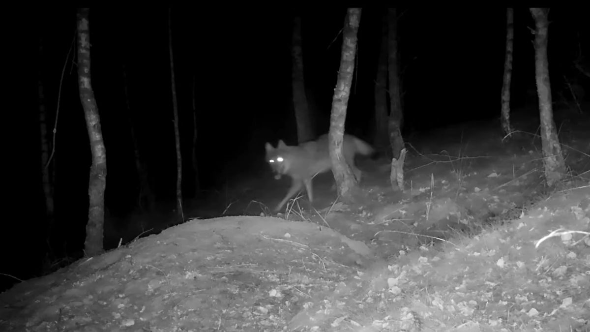 Pokazali, jak lis broni się przed wilkami