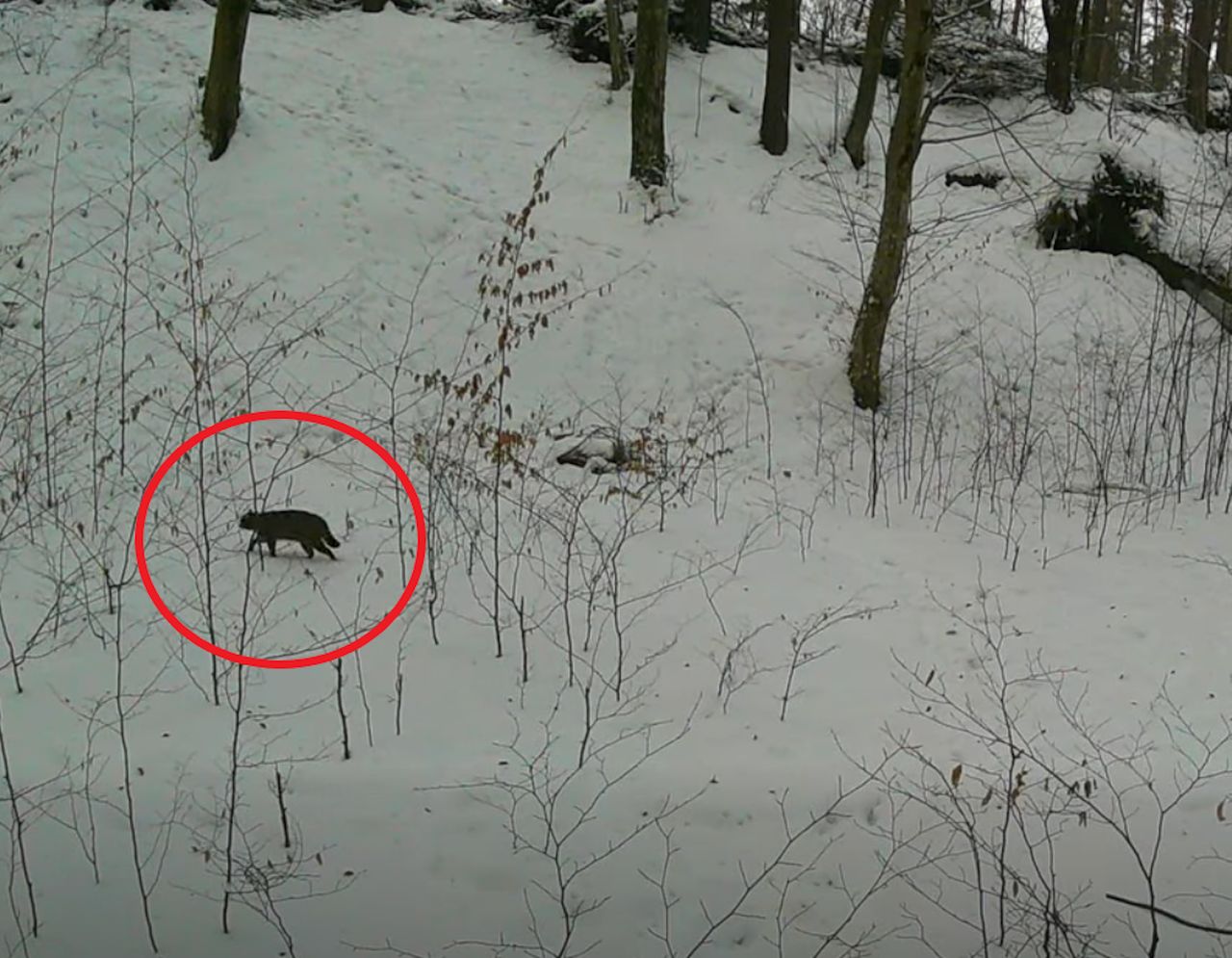 "Najbardziej tajemniczy mieszkaniec lasu". Przypomina kota domowego