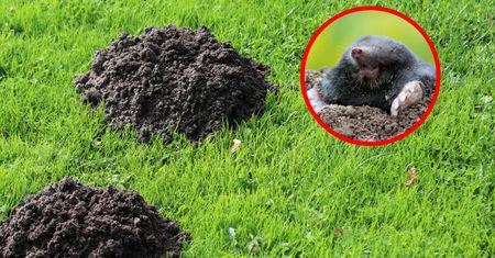 Zasadź tę tanią roślinę. Krety będą trzymały się z daleka