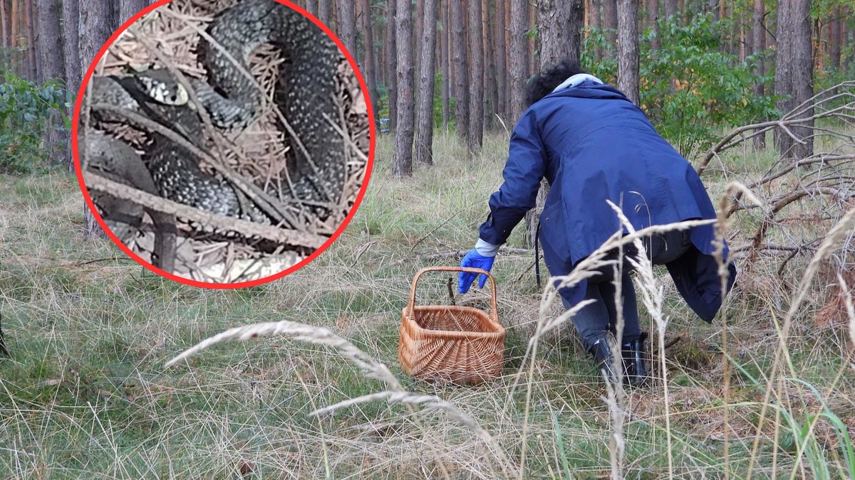 Poszedł na grzyby, znalazł to