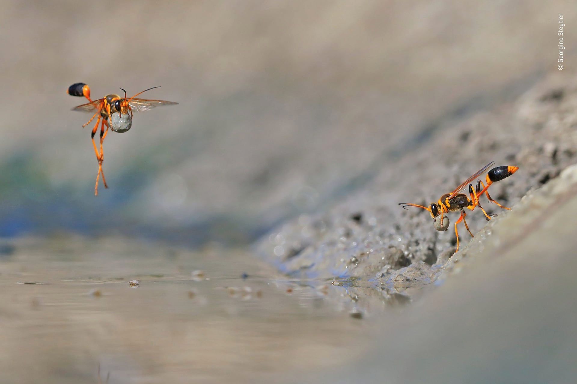 Wspaniały portret małp zwyciężył w Wildlife Photographer of the Year 2018 7