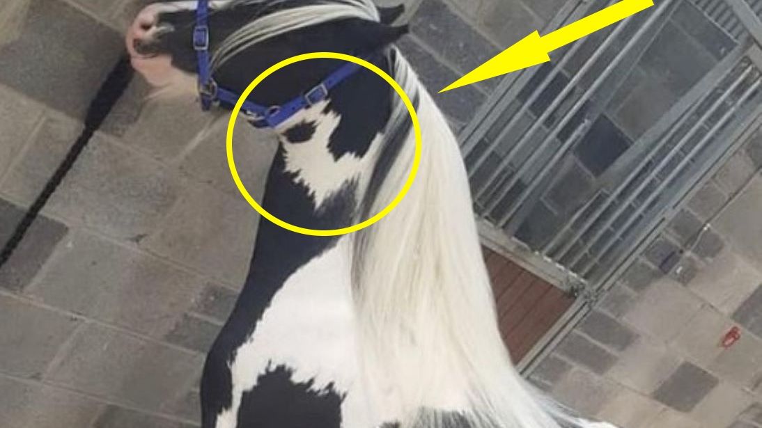 Właściciel kucyka zobaczył Elvisa na szyi zwierzęcia 