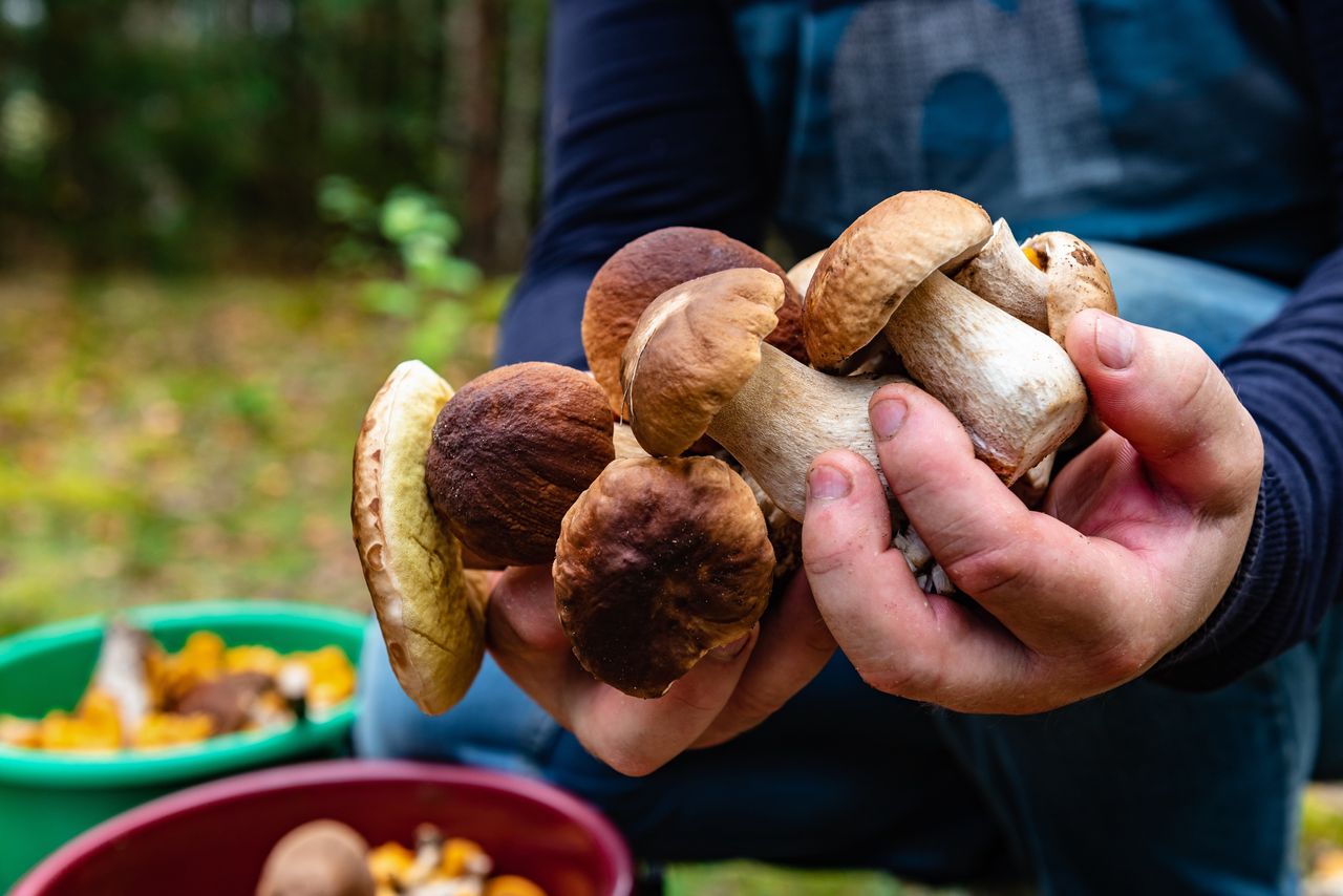 Ta zasada pomoże pozbierać więcej grzybów