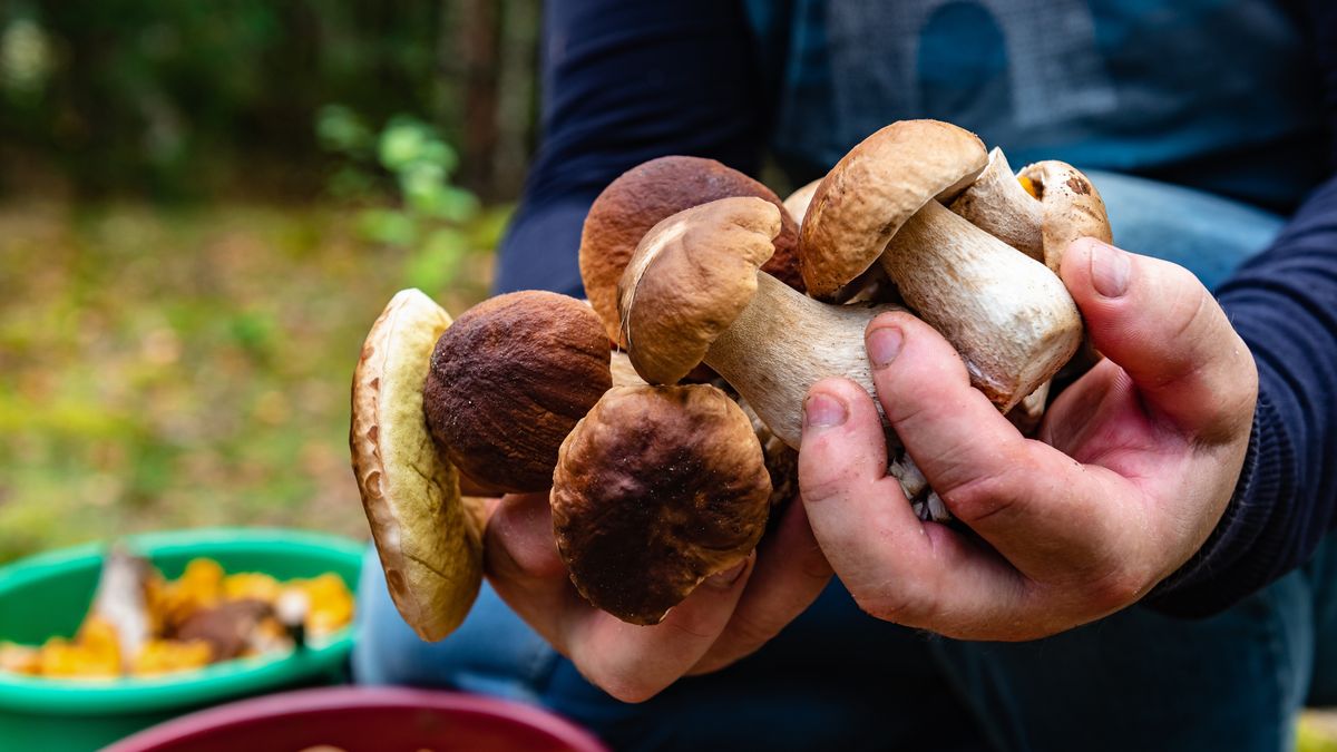 Ta zasada pomoże pozbierać więcej grzybów