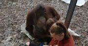 Niezwykły gest orangutana. Zwierzak chciał pomóc matce karmiącej dziecko
