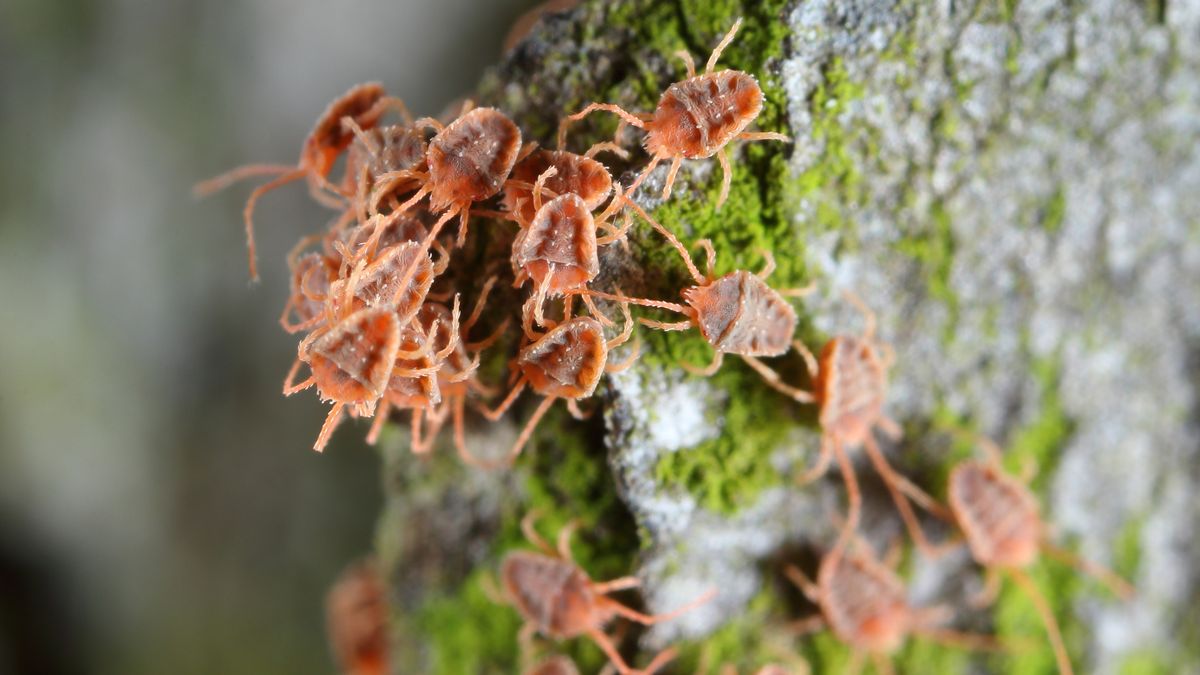 Przędziorki już grasują w ogrodach