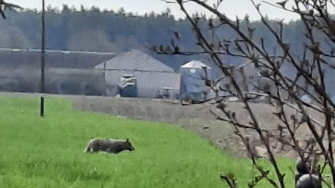 Wilki zbliżają się do domostw 