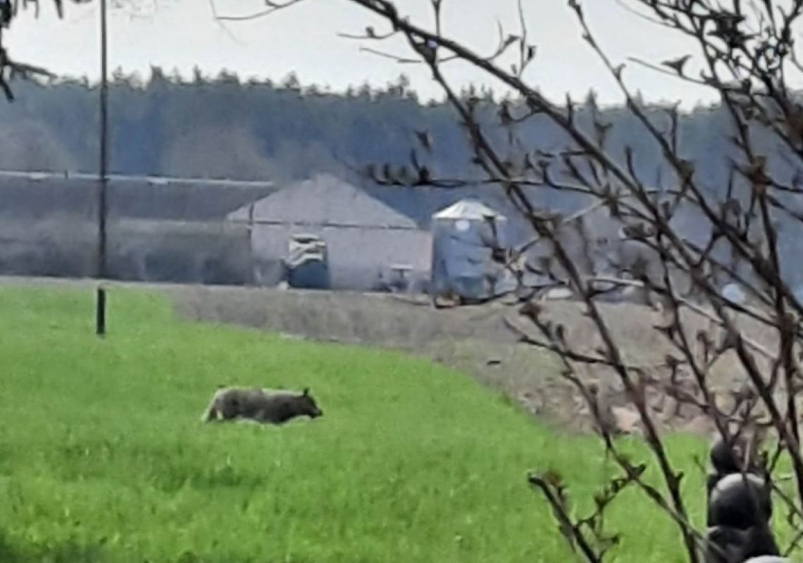 Wilki przechadzają się po chodnikach. Mieszkańcy chcą odstrzału