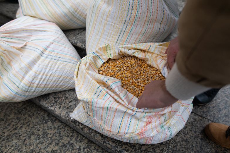 Problem z ukraińskim zbożem. Rząd chce przekazać rolnikom dopłaty