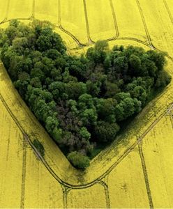 Лісовий гай у формі серця. Неймовірне місце у Польщі