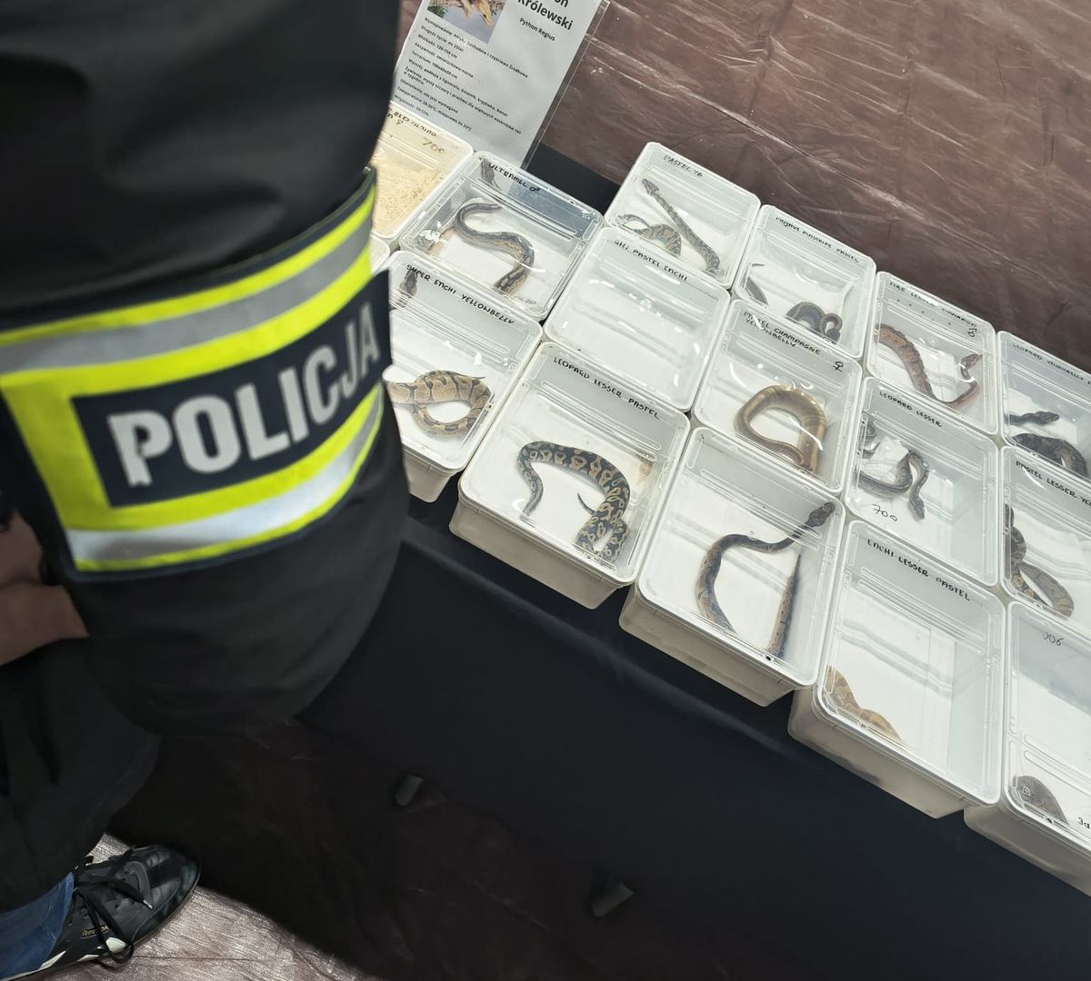 Lublin: Nielegalny handel zwierzętami chronionymi podczas targów