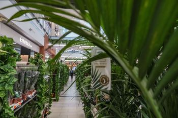 Kraków: Dżungla w samym środku Galerii Kazimierz? Można dostać wrzos, ale jest warunek