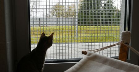 Umarły z głodu i pragnienia. Pozostawił koty w mieszkaniu