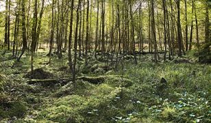 Nowy rezerwat przyrody. Oto gdzie powstał