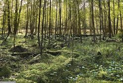 Nowy rezerwat przyrody. Oto gdzie powstał