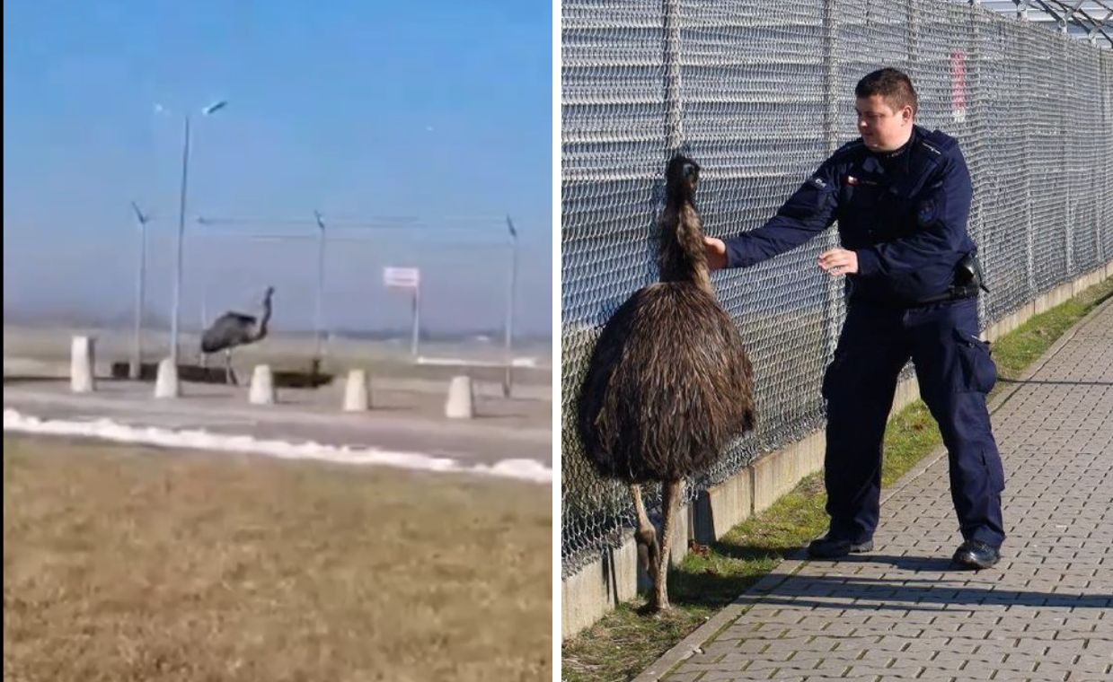 Nietypowy gość. Na lotnisku pojawił się struś