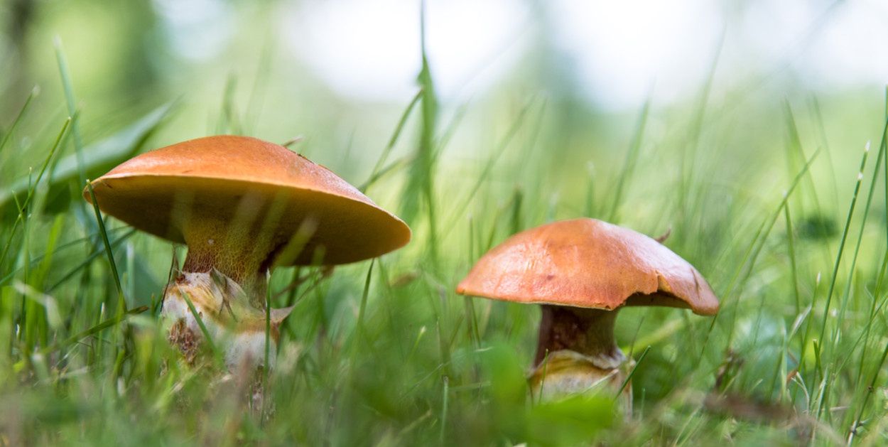 Nie jesteś pewien, czy to jadalny grzyb? W Toruniu sprawdzisz go za darmo