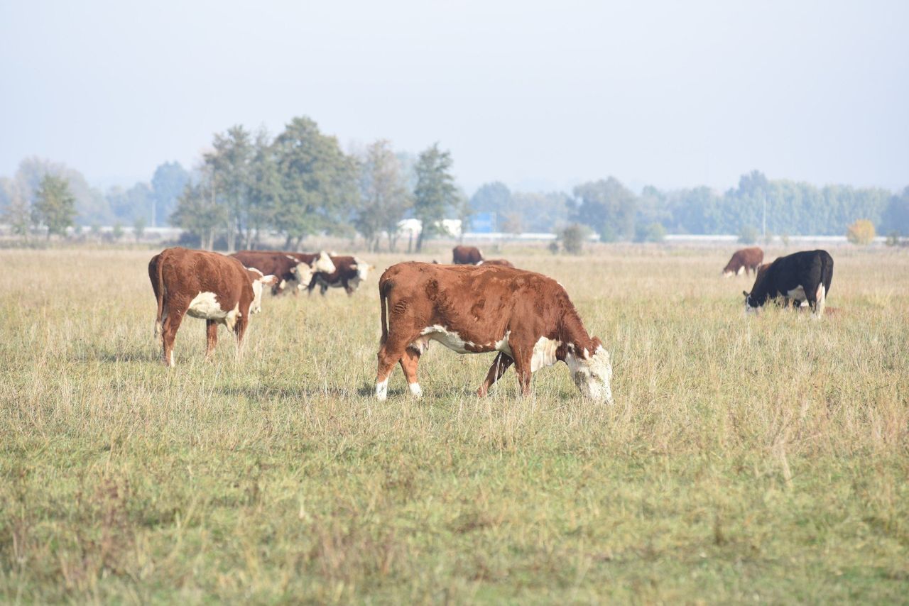 Nowe przepisy w rolnictwie. Sprawdzą, kto naprawdę pracuje na roli