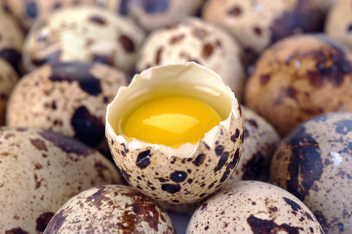 Jajka przepiórcze zawierają relatywnie dużą ilość żółtka
