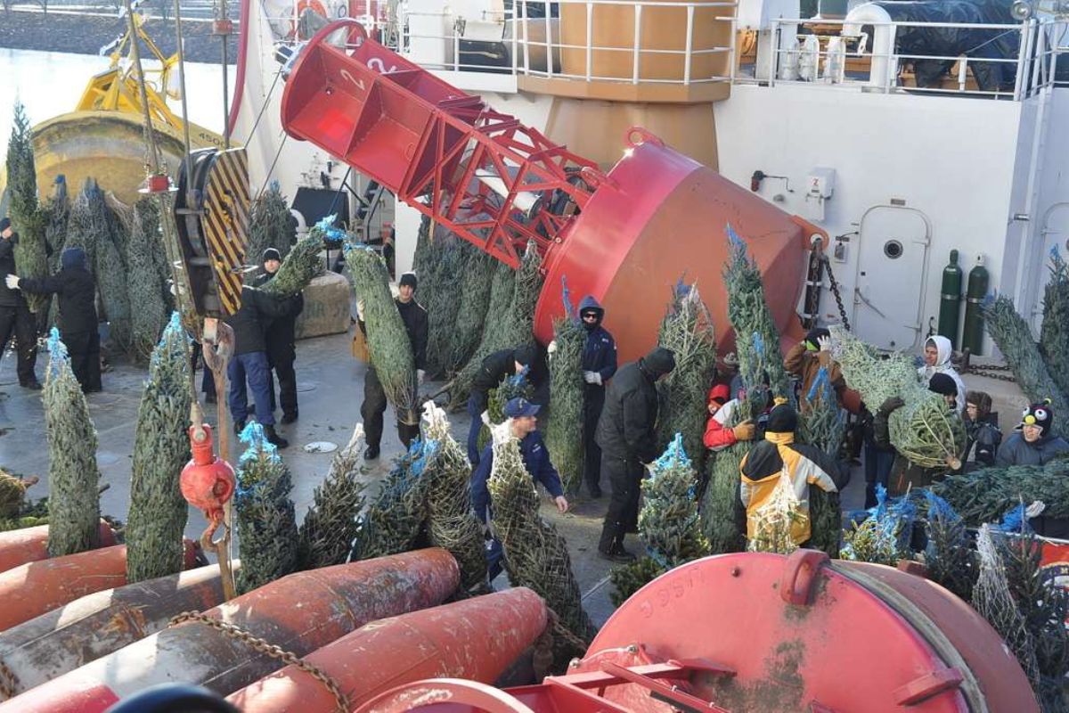 Christmas trees on the ship