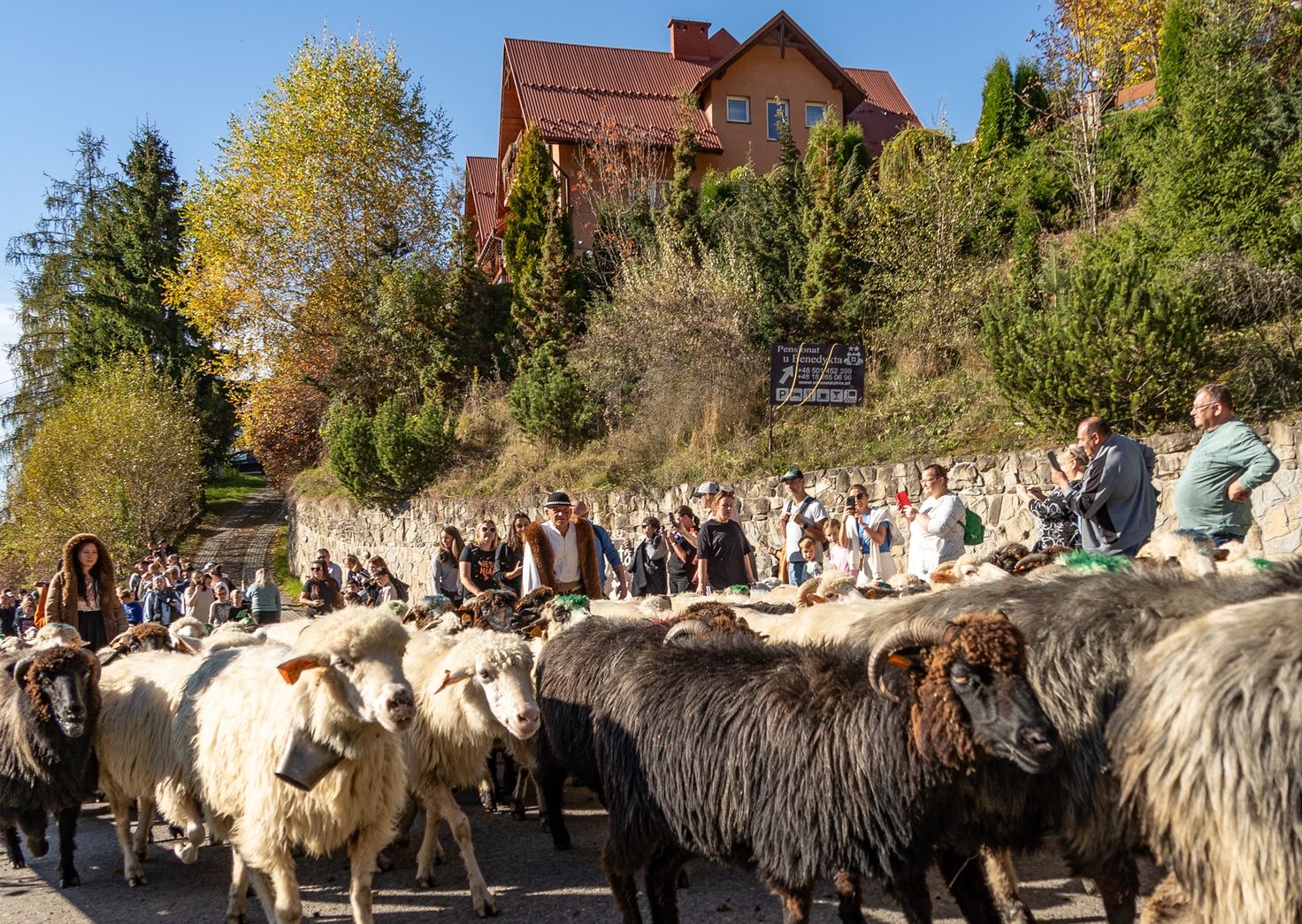 Jesienne redyki 2026. Kiedy i gdzie zobaczysz zejście owiec z hal w Tatrach i Beskidach