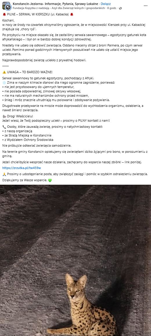 Serwal sawannowy dostrzeżony w miejscowości Kierszek.