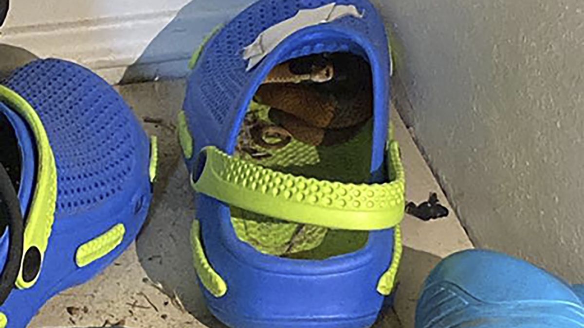 Wąż zaczaił się w dziecięcym klapku