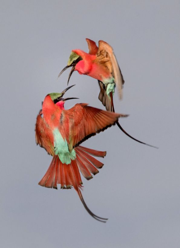 Audubon Photography Contest 2017 - piękno dzikich ptaków w najlepszym wydaniu 6