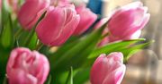 Wrzuć do wazonu. Tulipany będą piękne tygodniami