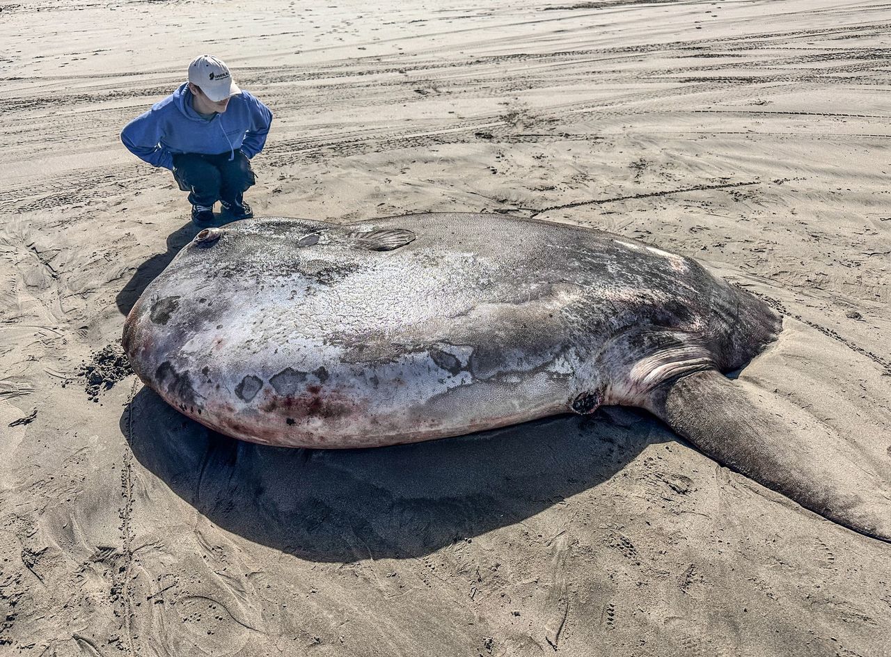 Giant sunfish found on Oregon beach draws crowd and researchers