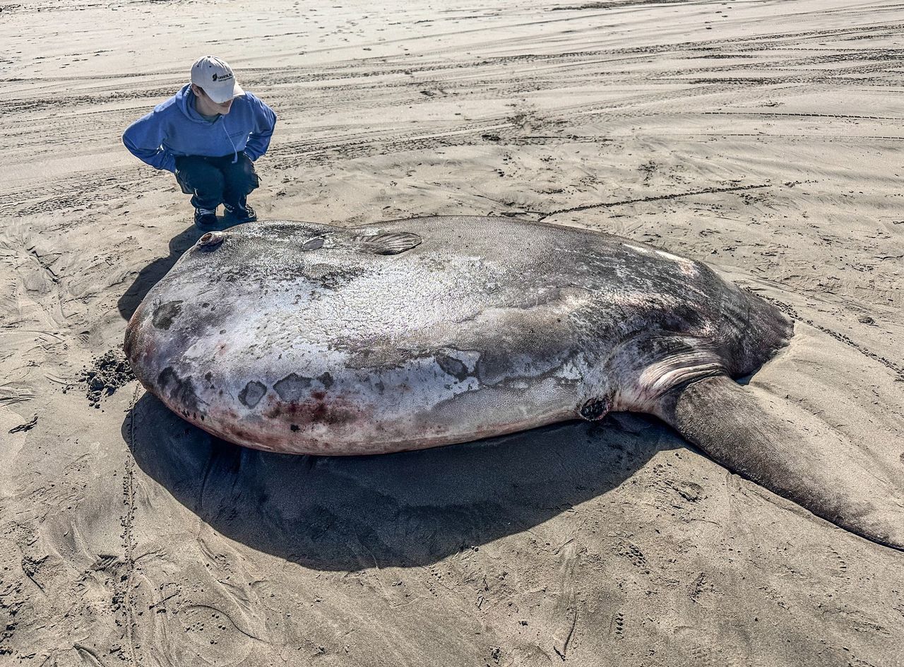 Giant sunfish