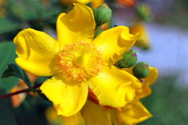 Latem unikajmy picia naparów z dziurawca. Roślina ta zwiększa wrażliwość na słońce