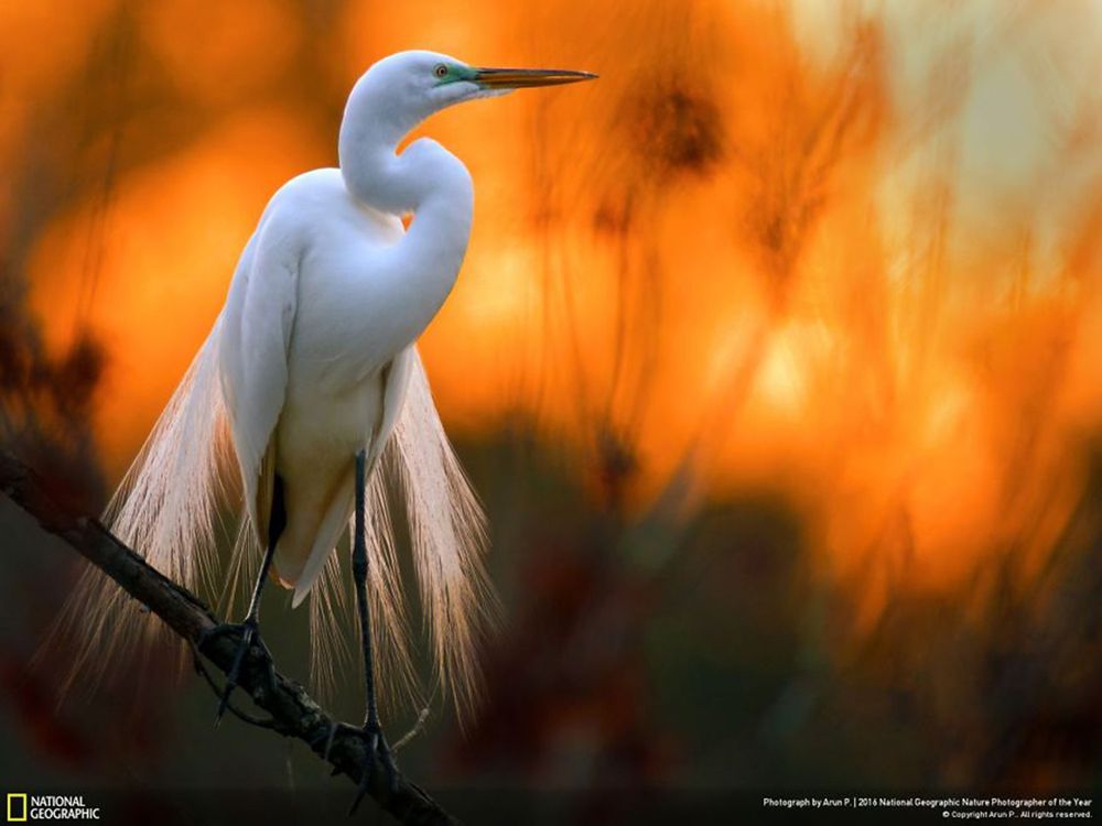 Fotografie natury, która nie przestaje zachwycać. Oto finałowe prace konkursu National Geographic Nature Photographer of the Year 2016 24