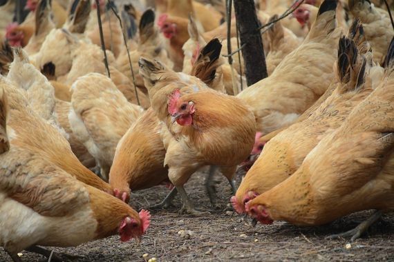 Skażone kurczaki w Nowym Dworze Mazowieckim. Dodano substancję zwalczającą wszy, kleszcze i roztocza