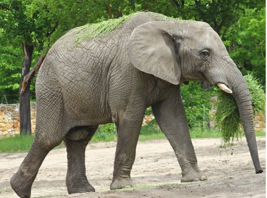 Warszawskie ZOO. Brama warszawskiego ogrodu zoologicznego ponownie otwarta dla odwiedzających