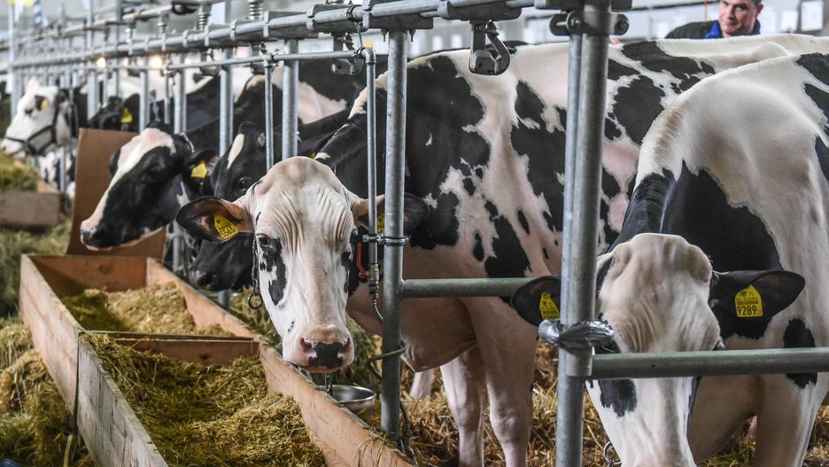 Poszkodowani hodowcy borykają się z problemami finansowymi. Wielu z nich sprzedało wszystkie sztuki, niektórzy mają kłopoty ze spłatami kredytów