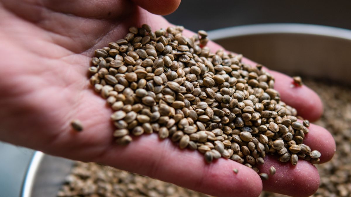 Nasiona konopi siewnej 