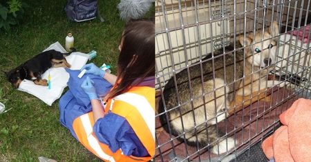 Interwencja służb w schronisku w Radysach! Policja odnalazła psa z odgryzionym fragmentem szczęki