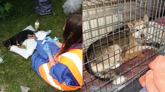 Interwencja służb w schronisku w Radysach! Policja odnalazła psa z odgryzionym fragmentem szczęki