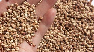 Lepsze niż ryż i kasza jaglana. Nie ma glutenu i brzuch po nim nie puchnie