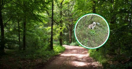 Siedział wśród traw i krzaków. Zauważyli go ludzie. Pojawił się apel