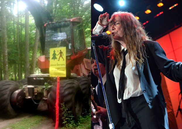 Patti Smith dwukrotnie apelowała o zaprzestanie wycinki w Puszczy! 100-letnie drzewa wycinane są na meble i... palety