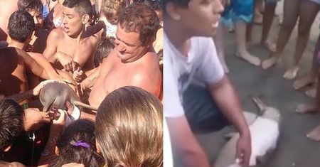 Turyści zabili delfina na plaży! Każdy chciał mieć z nim selfie...
