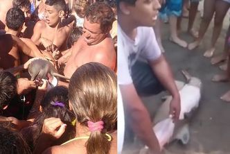 Turyści zabili delfina na plaży! Każdy chciał mieć z nim selfie...