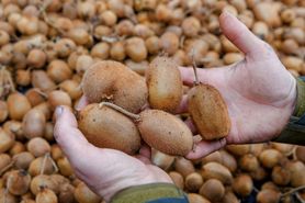 Codziennie jedli po trzy kiwi. Taki był rezultat