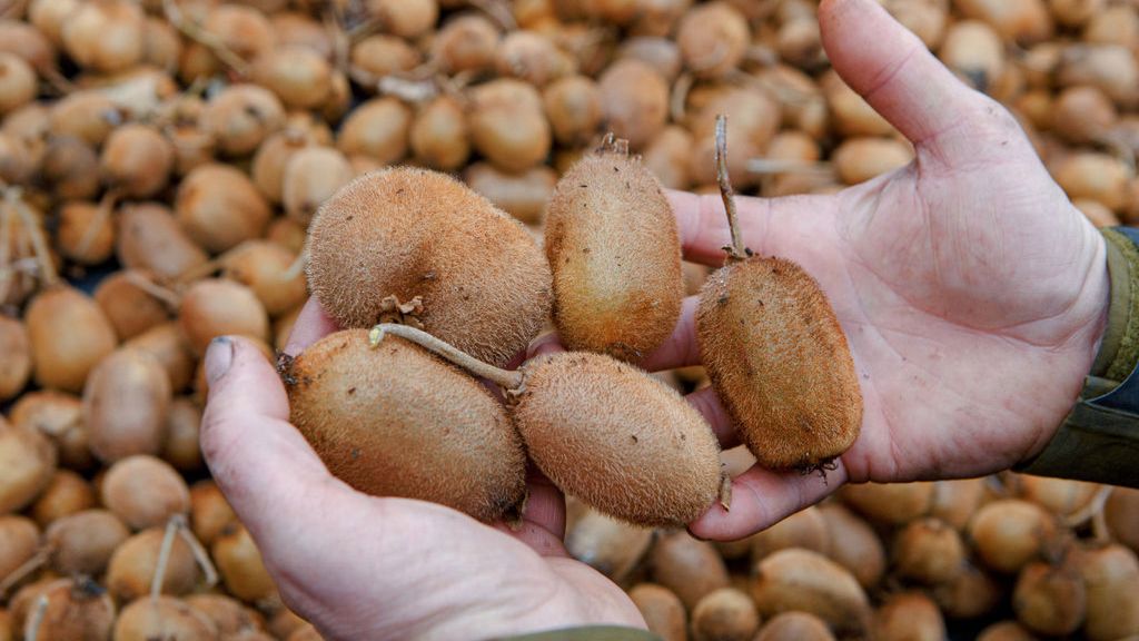 Kiwi to bogactwo witaminy C. Doskonale działa na serce i jelita