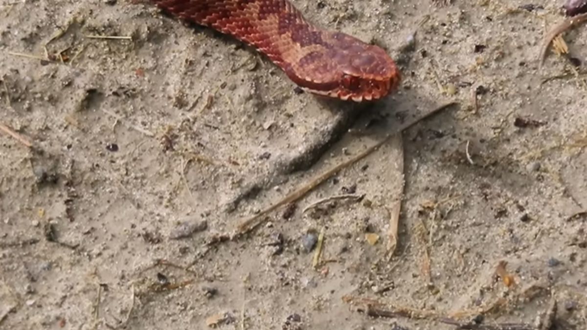 Nadleśnictwo ostrzegło grzybiarzy