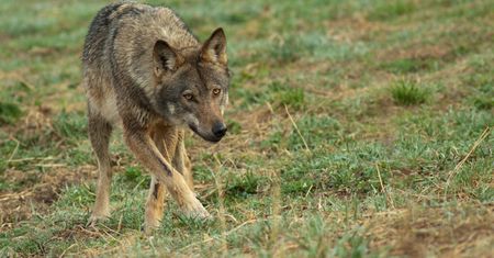 Dramat w Małopolsce. Wataha wilków zaatakowała stado