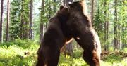 Kilka metrów od sceny grozy. Fotografowie ujęli niesamowitą walkę niedźwiedzi