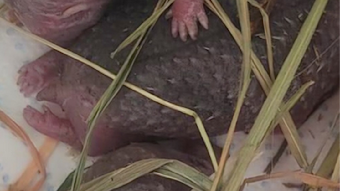 Pomóż małym jeżom. Ośrodek przypomina o pierwszej pomocy